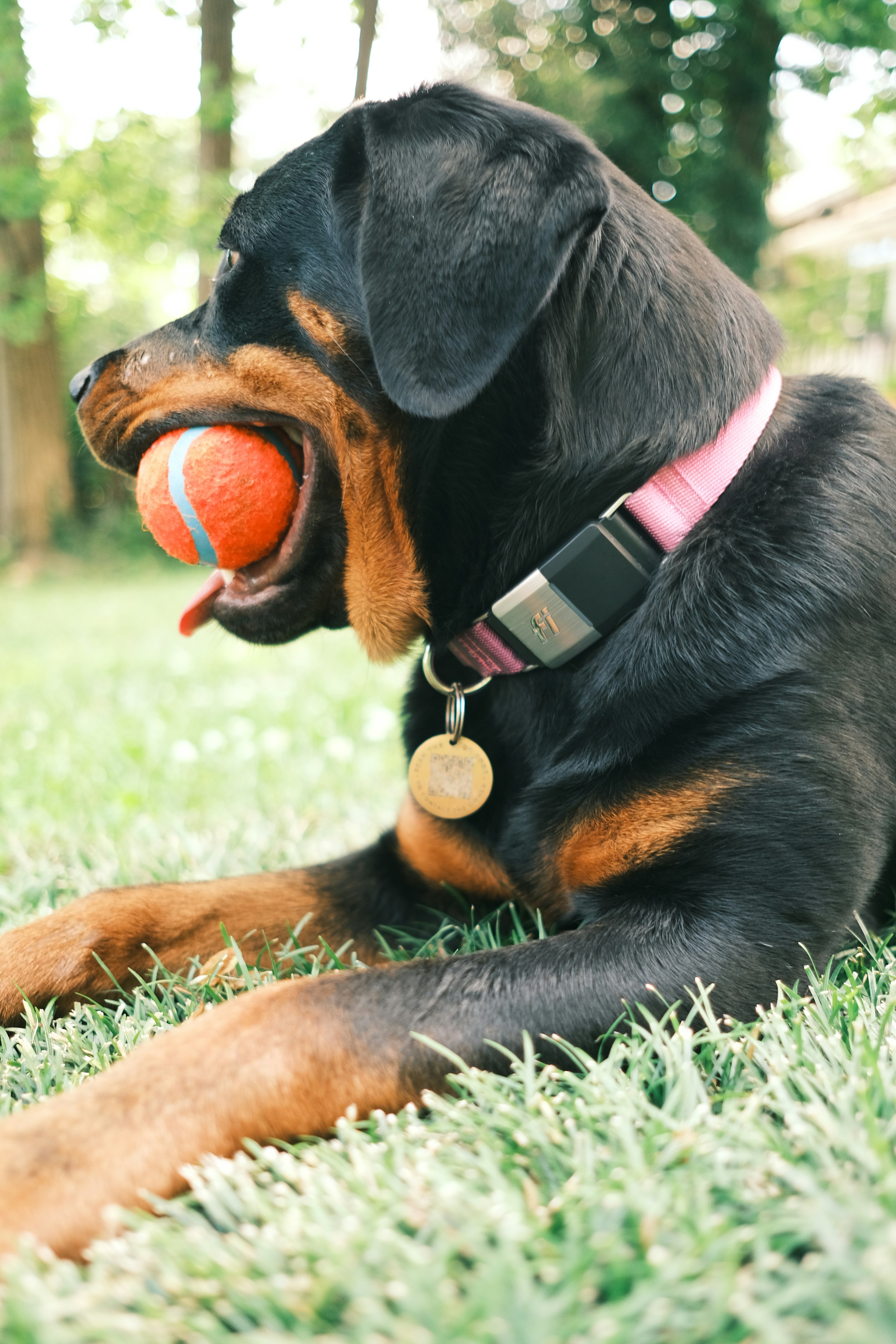Rope Tug Toy