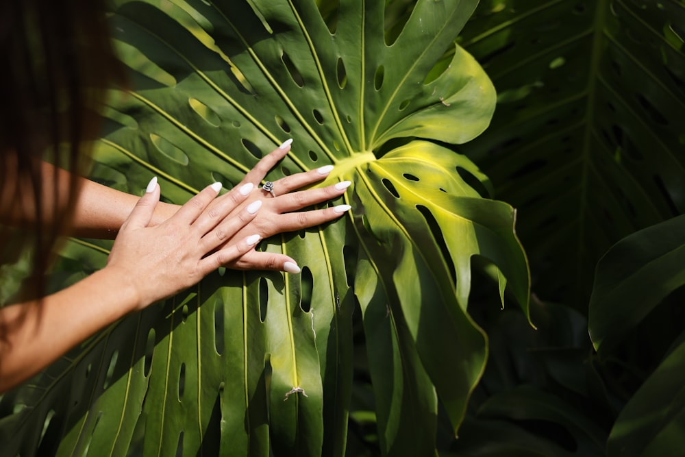 a woman's hands touching a large green plant