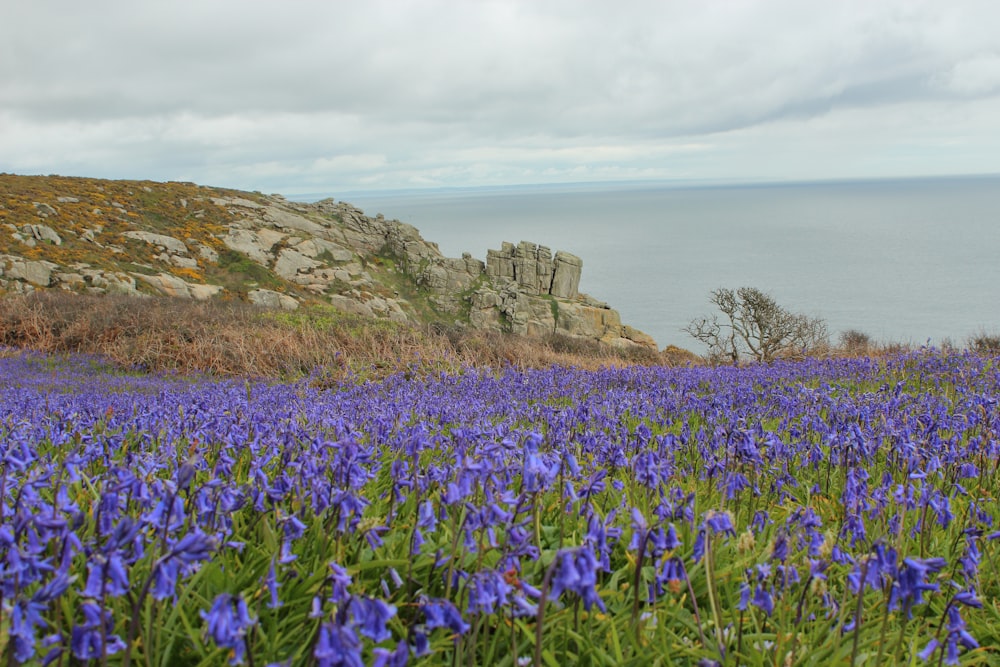 a field of blue flowers next to a cliff