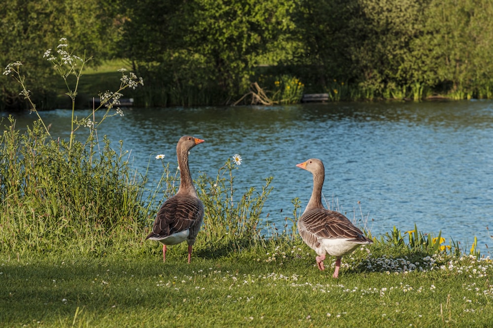 a flock of seagulls standing next to a body of water