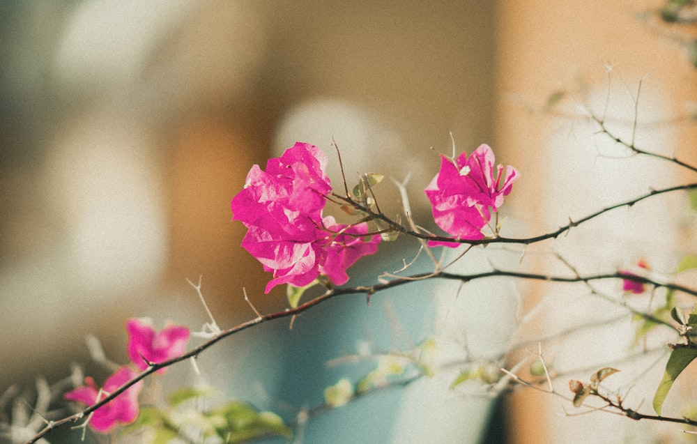 a branch with pink flowers in a blue vase