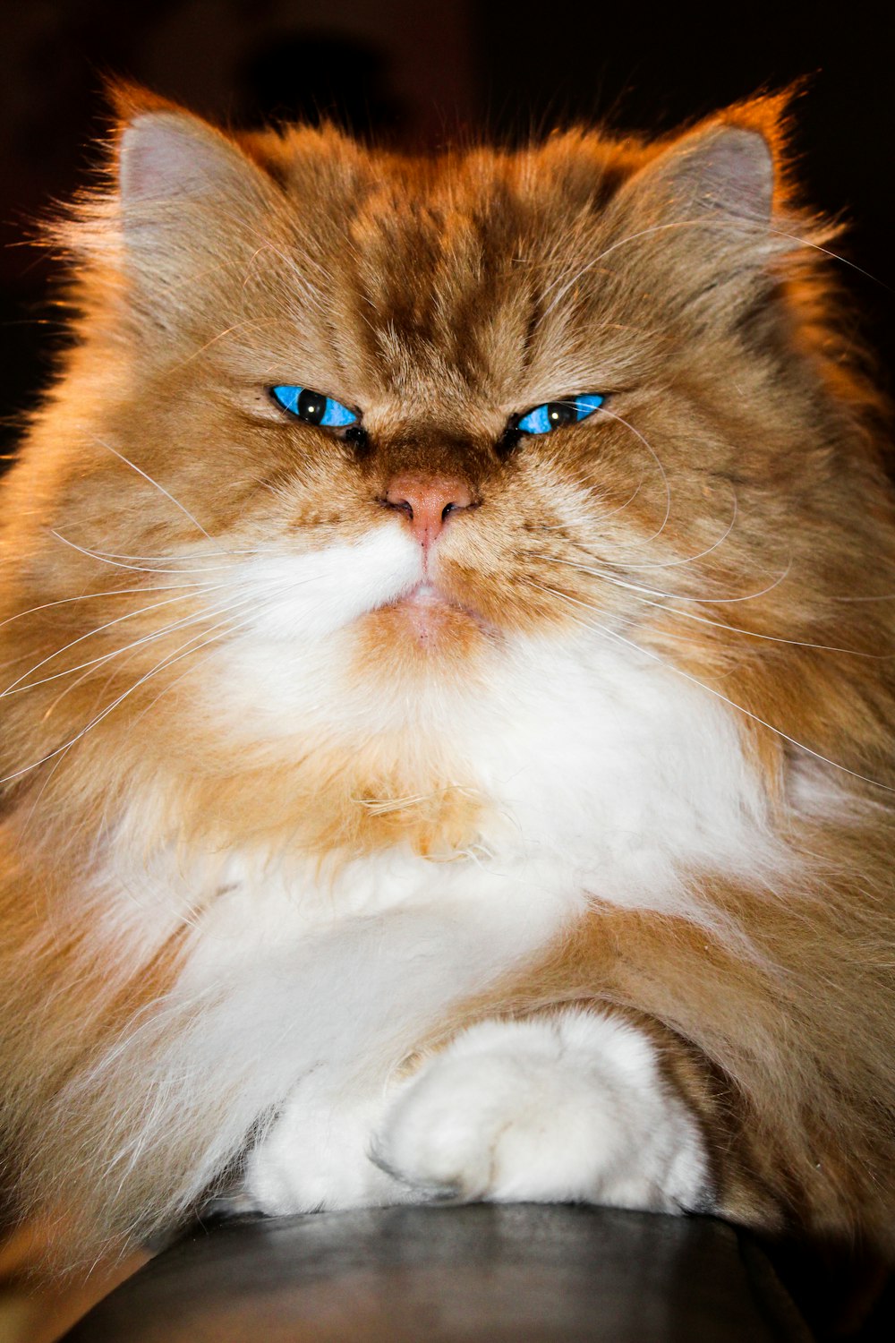 a fluffy cat with blue eyes sitting on a couch