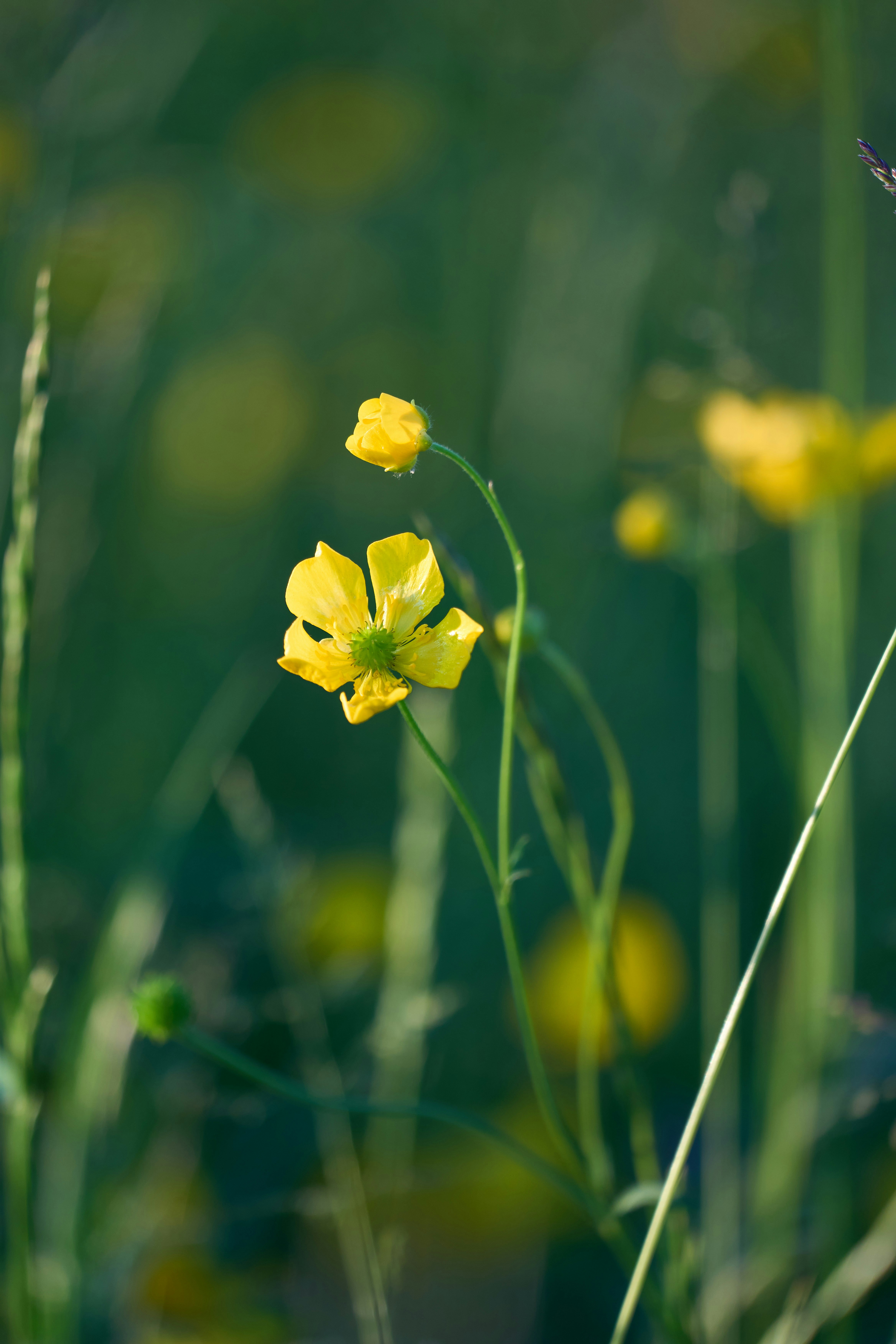 Photo by wolfgang_hasselmann