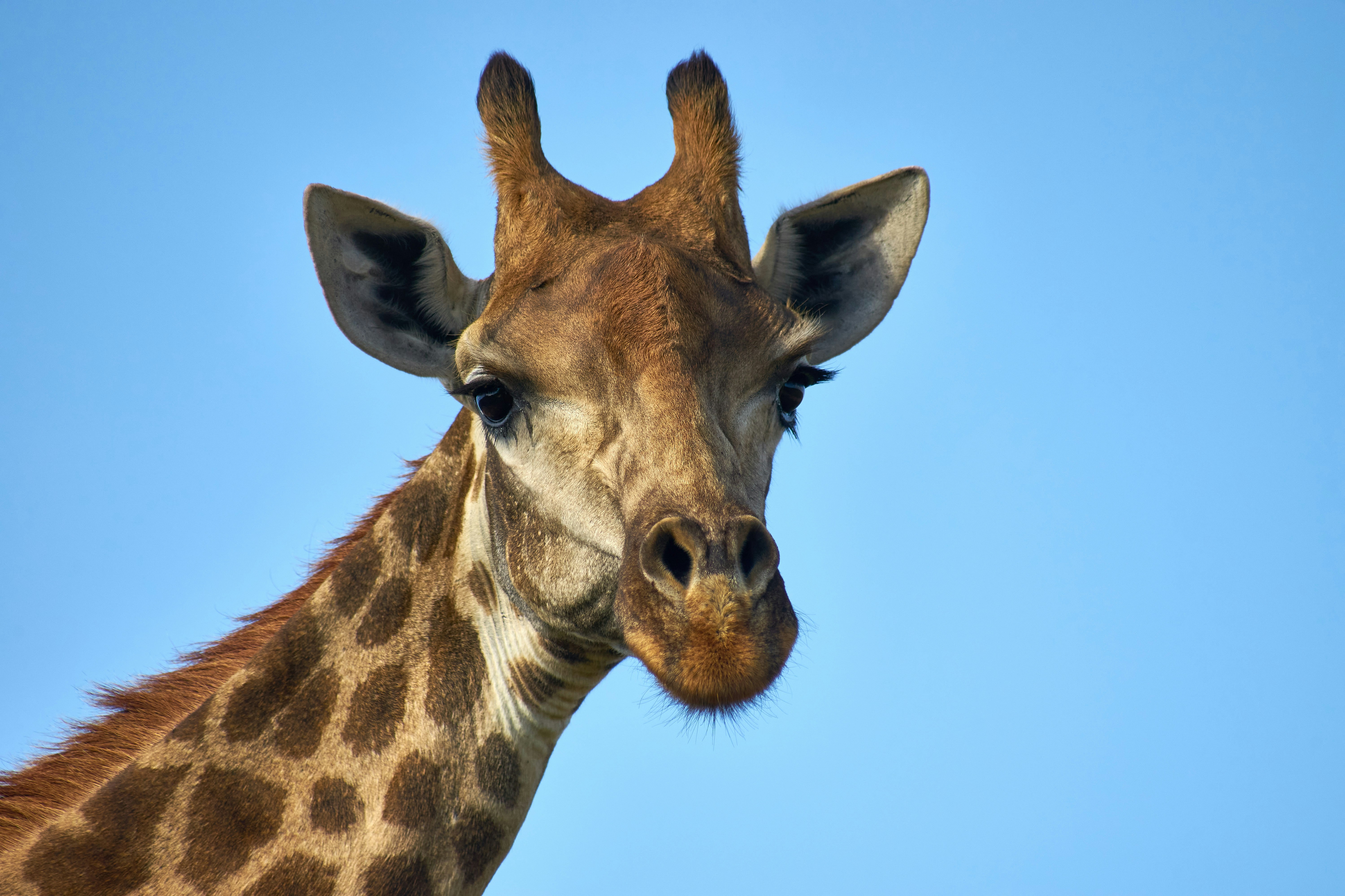 Photo by wolfgang_hasselmann