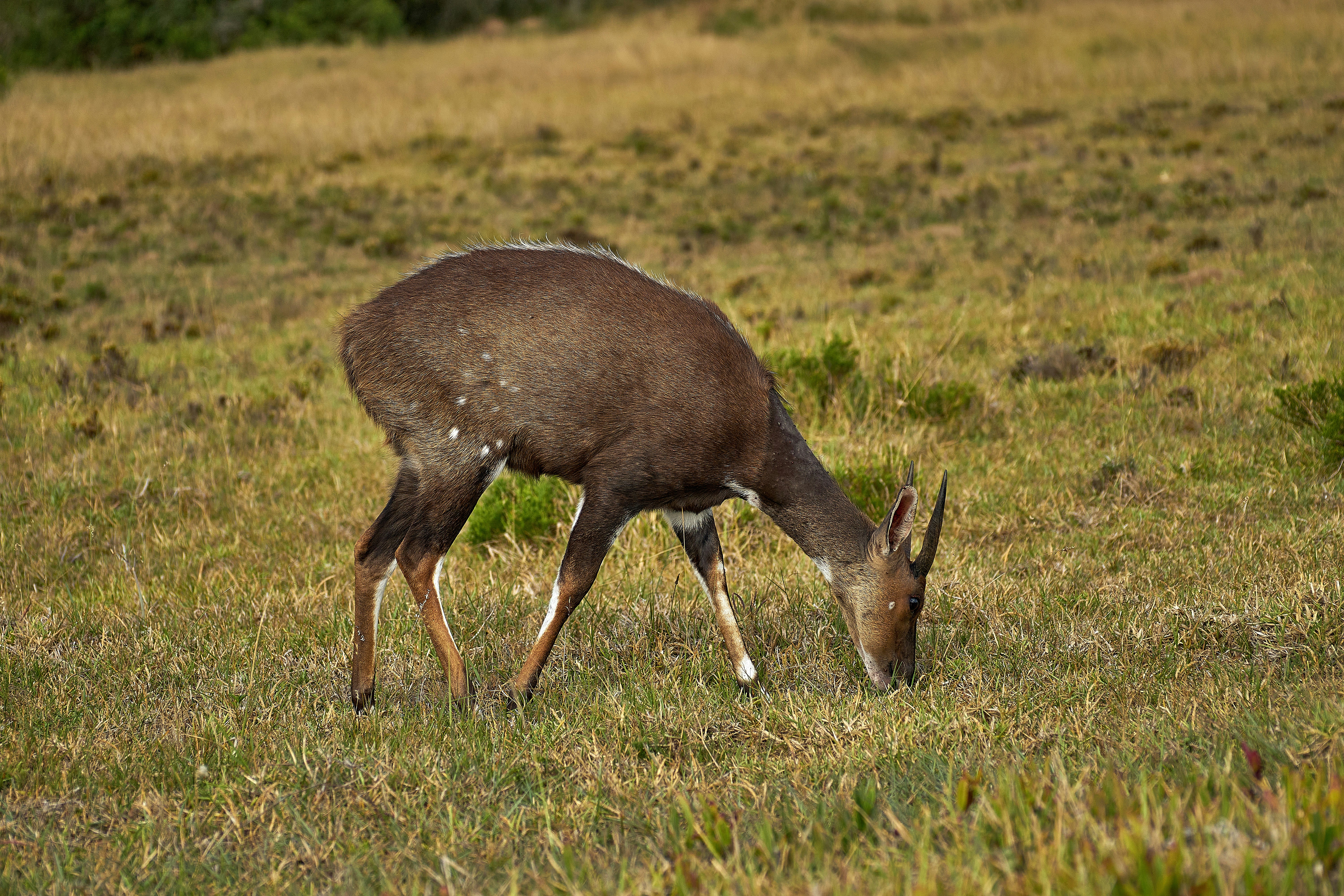 Photo by wolfgang_hasselmann