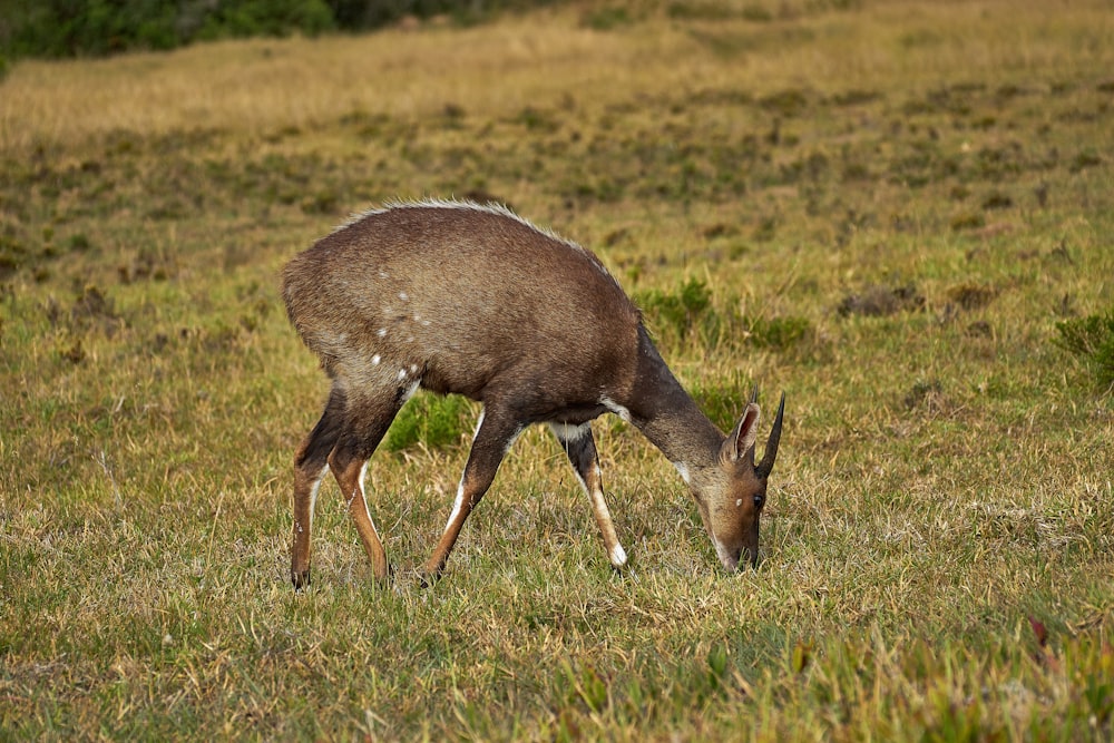 a deer grazing on grass in a field