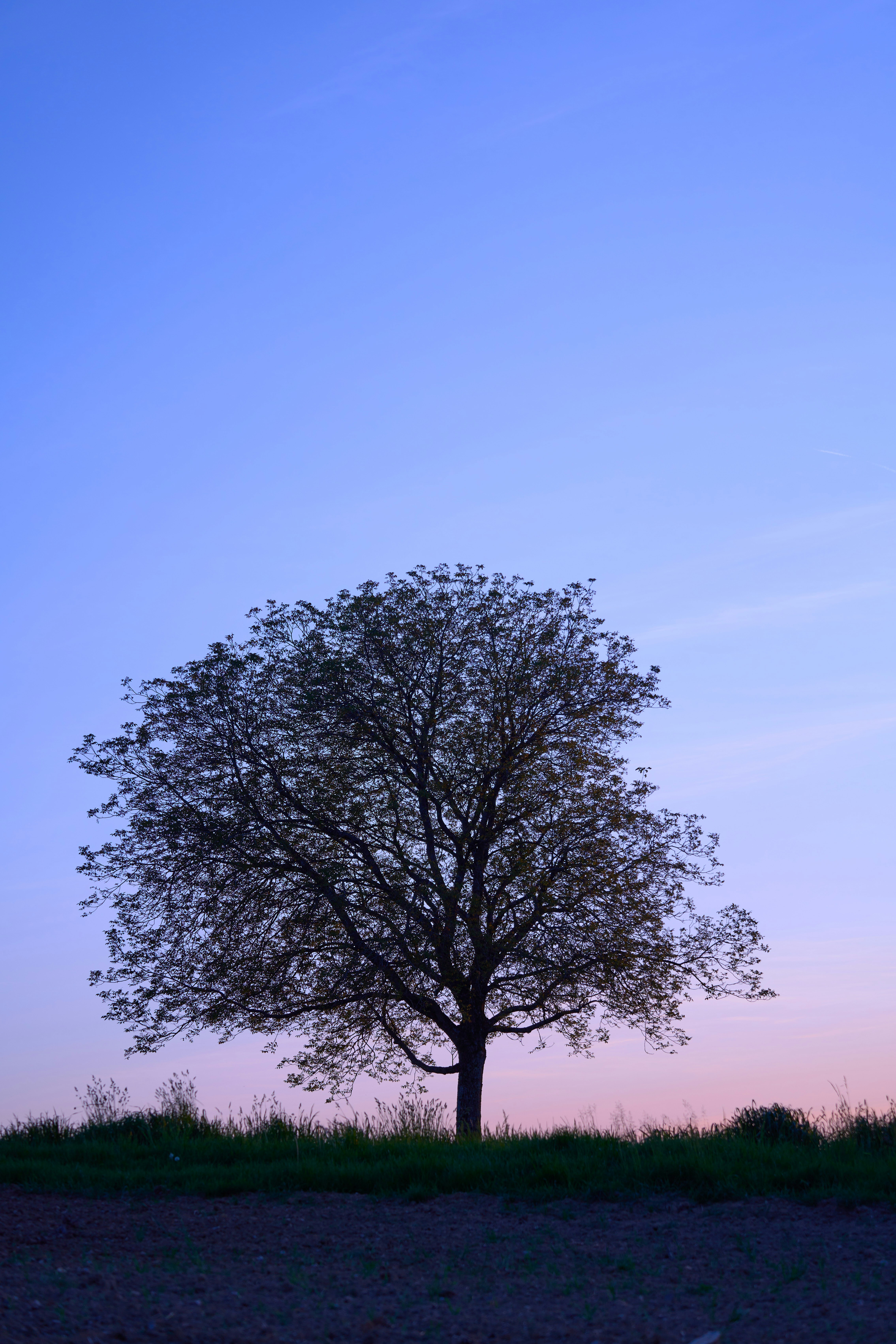 Photo by wolfgang_hasselmann