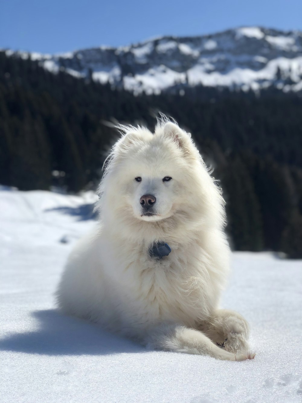 a fluffy white dog sitting in the snow