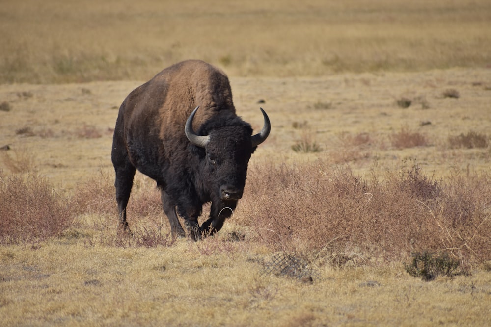 a large buffalo standing in a dry grass field