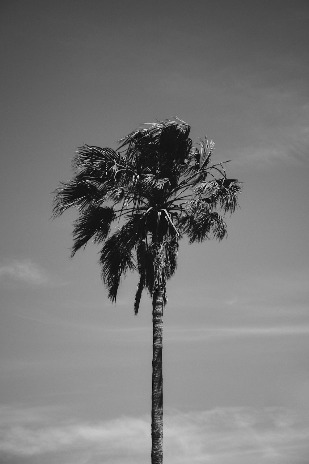 a black and white photo of a palm tree