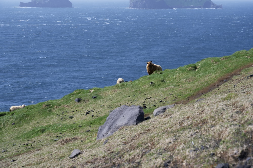 a group of sheep grazing on a grassy hill next to a body of water