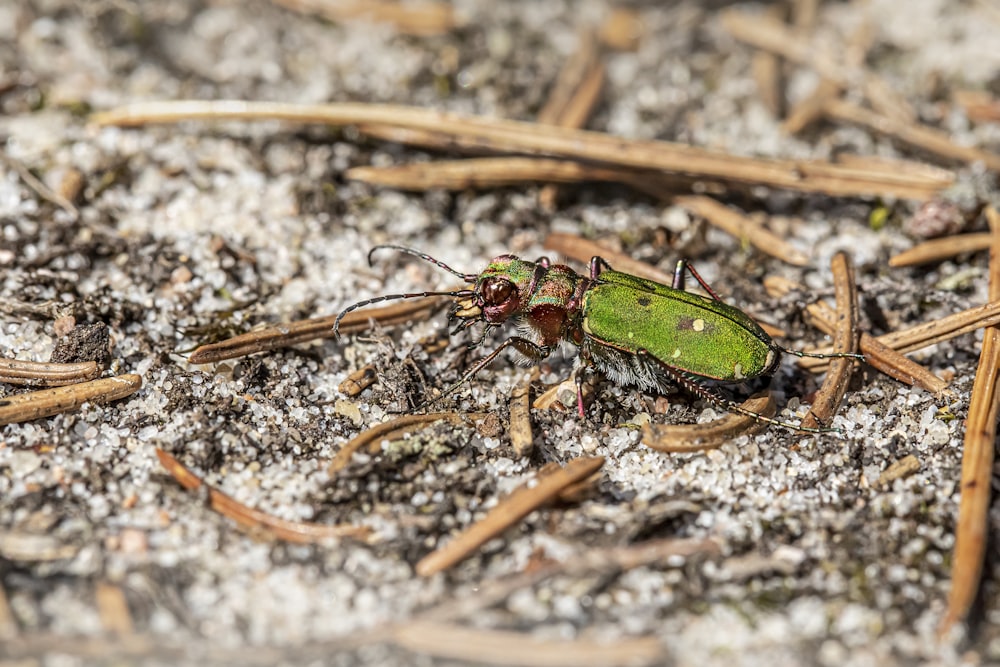 un insecte vert assis sur un sol sablonneux