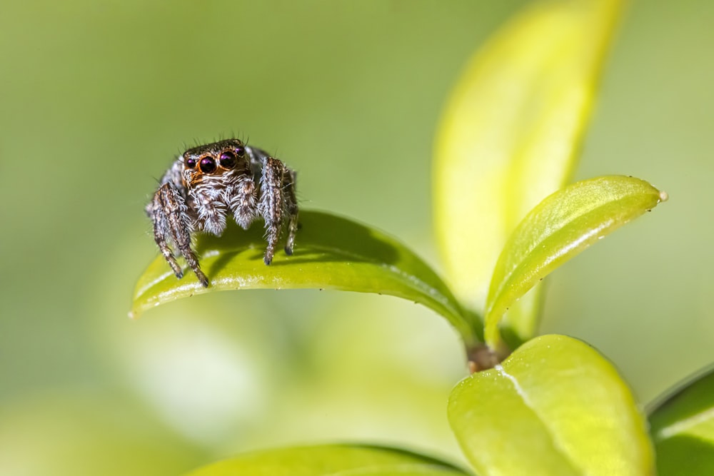 a close up of a spider on a plant