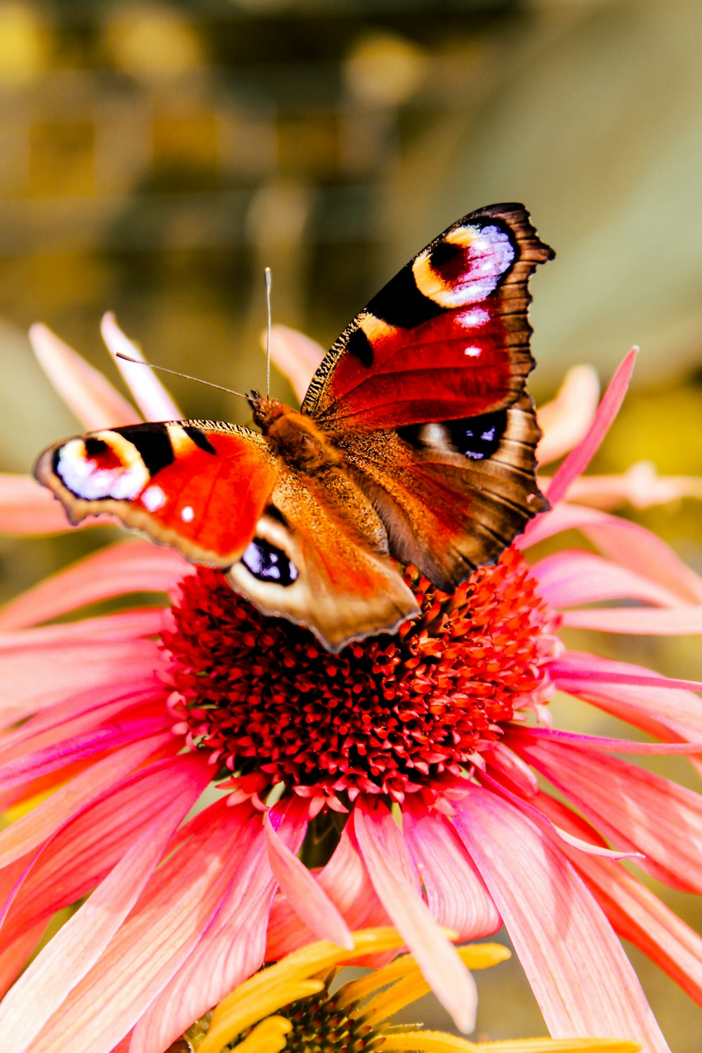 two butterflies sitting on top of a pink flower