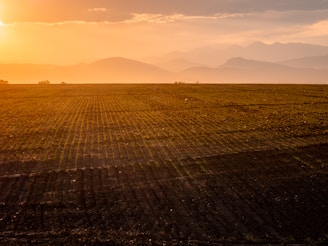 Sunlit rows of vibrant crops stretching across the farm at dawn.