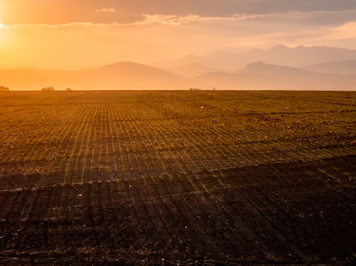 A sunlit field at Murray Creekside Farm with rows of vibrant crops ready for harvest.