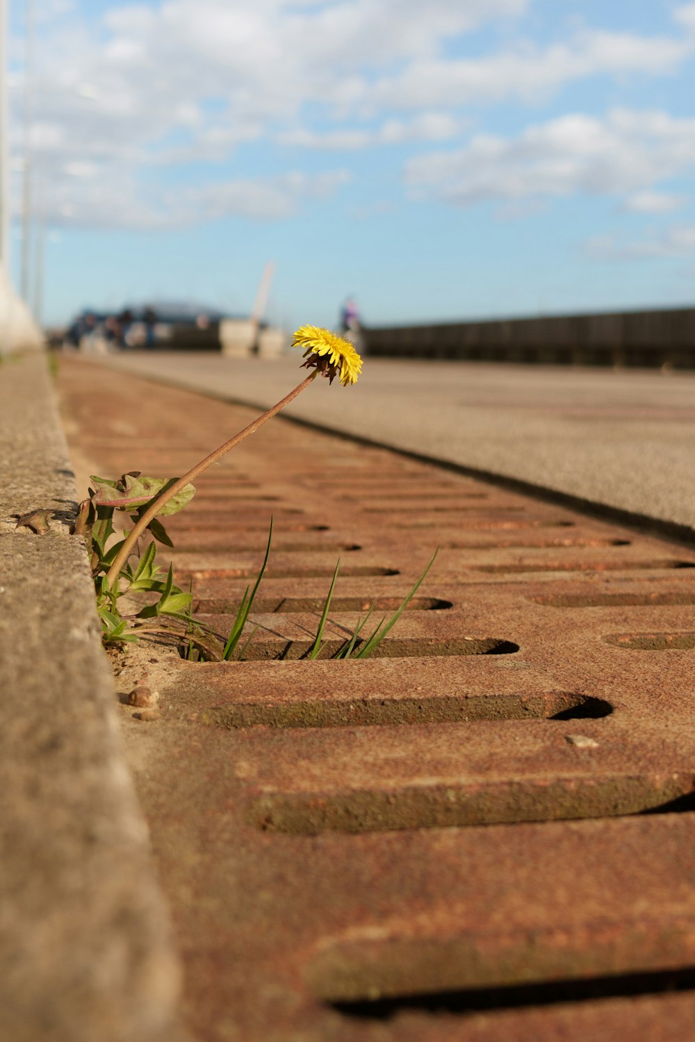a single yellow flower is growing out of a crack in the road