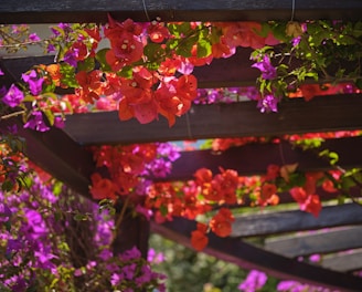 a bunch of flowers hanging from a wooden structure