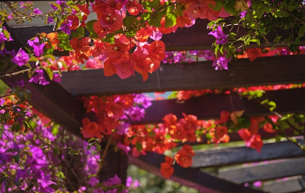a bunch of flowers hanging from a wooden structure