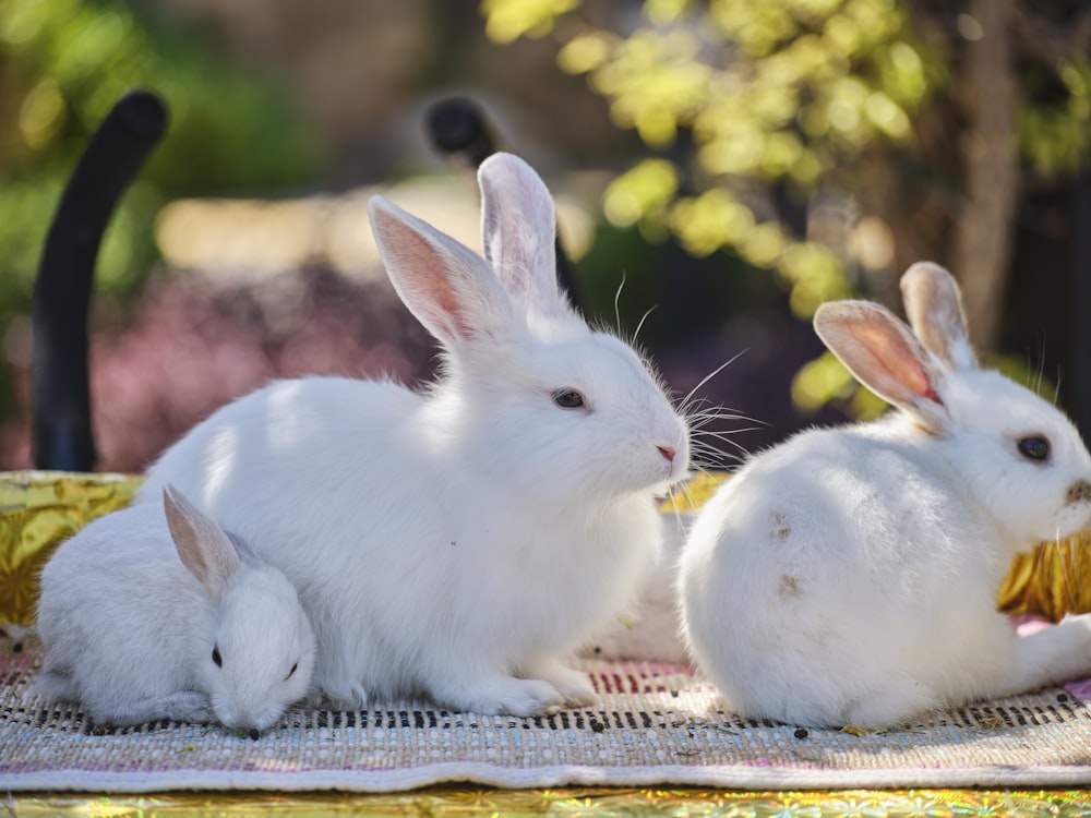 two white rabbits sitting next to each other on a table