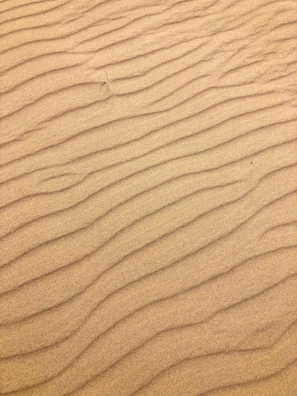 a bird is standing on a sand dune