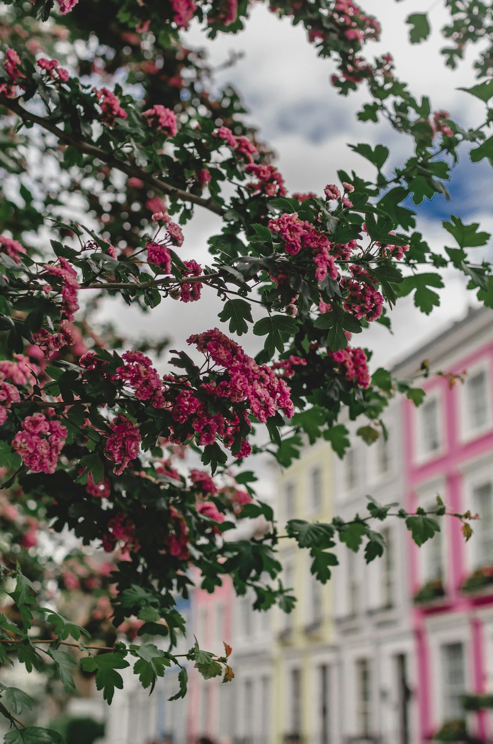 a tree with pink flowers in front of a building