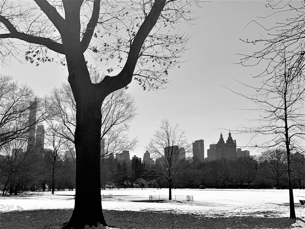 a black and white photo of a tree in a park