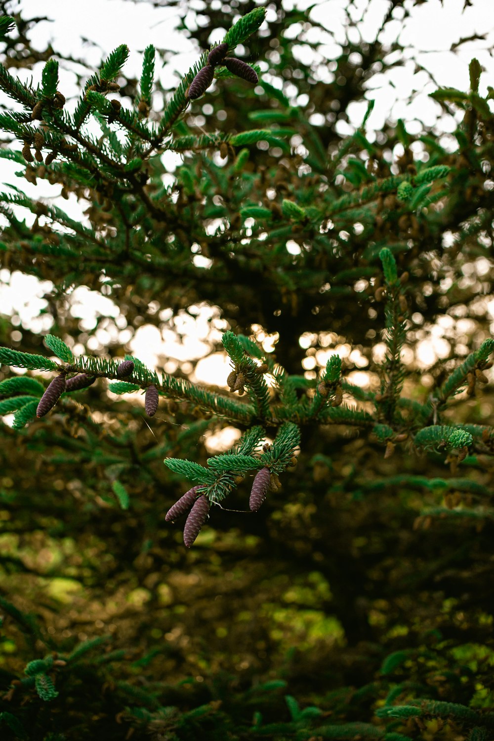 a close up of a pine tree with leaves