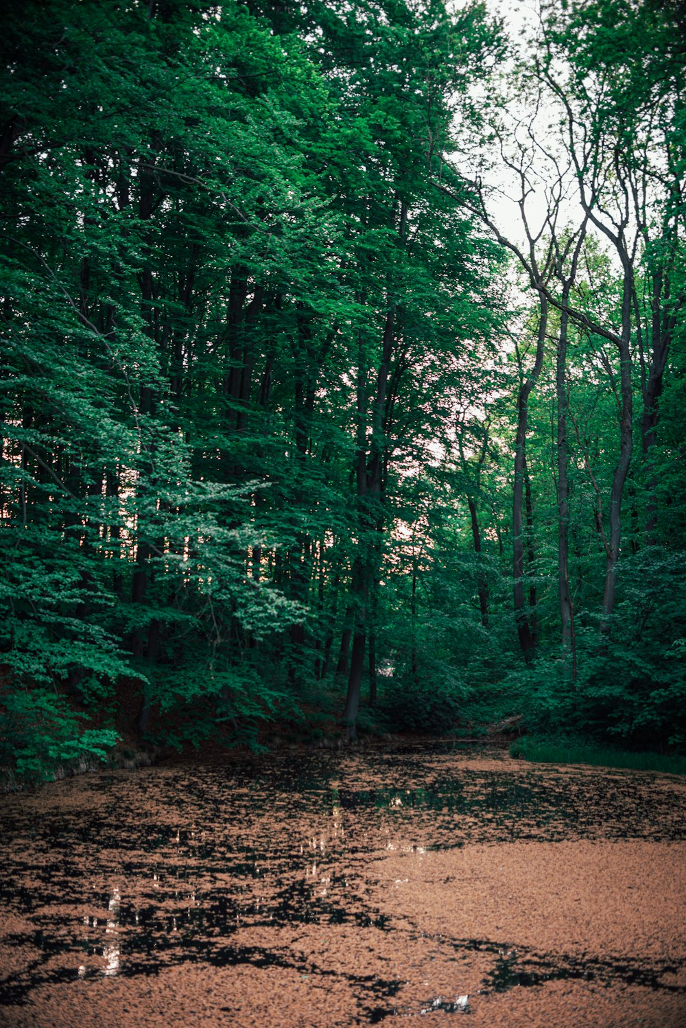 a swampy area in the middle of a forest