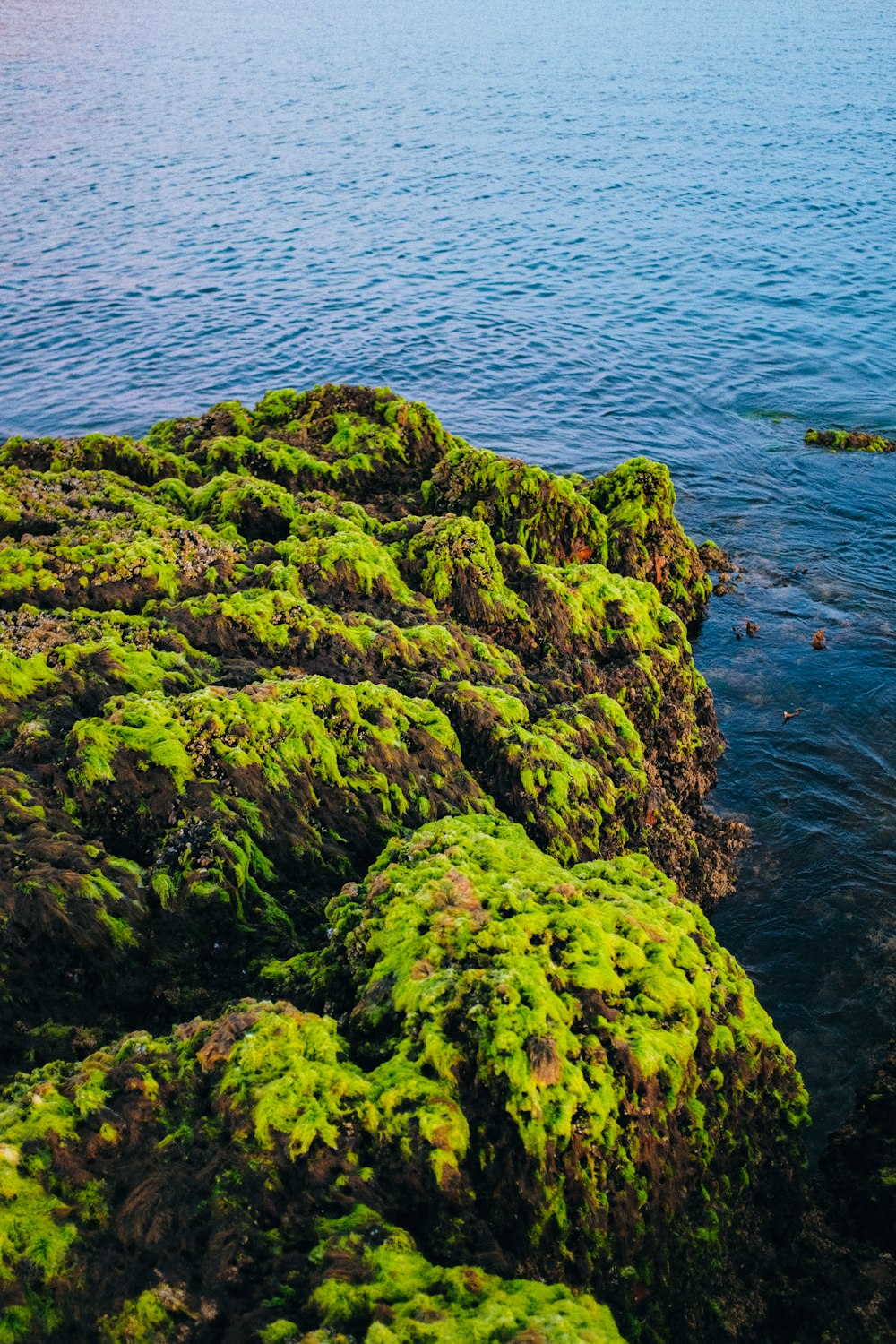 a rocky shore covered in green moss next to a body of water