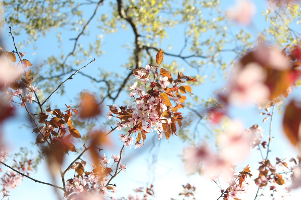 a close up of a tree with pink flowers