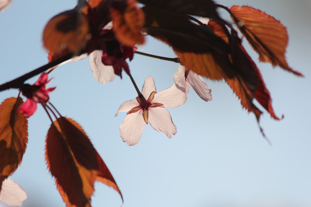 a branch of a tree with white and red flowers