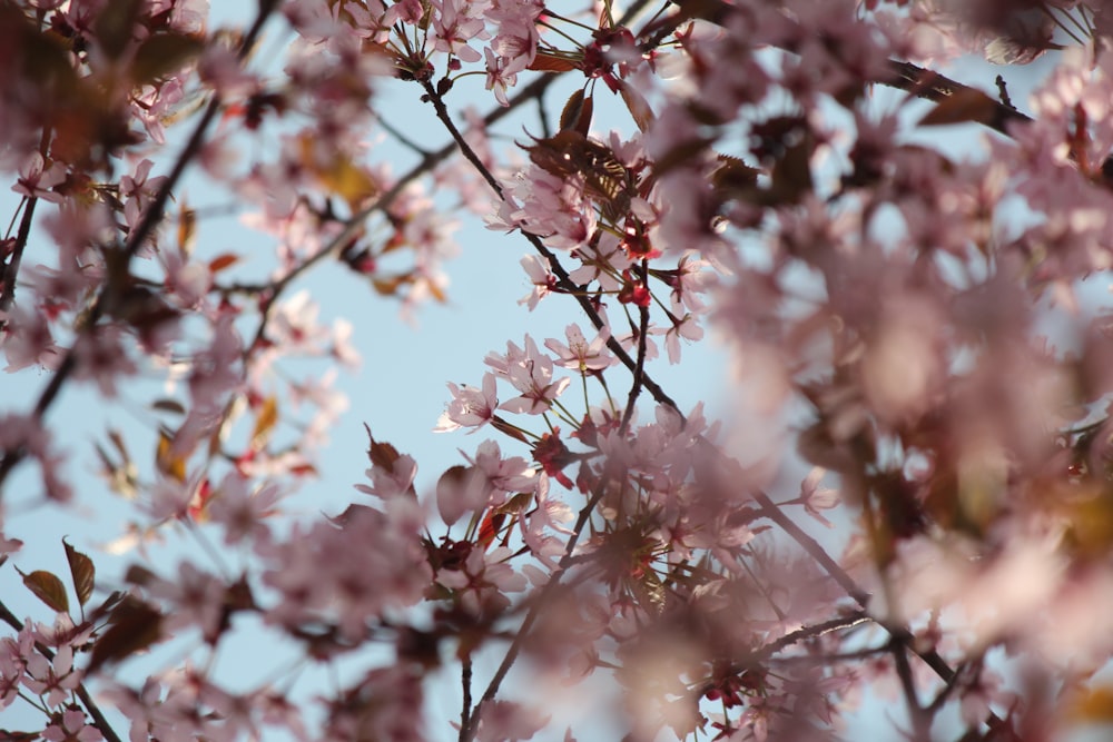 a close up of a tree with pink flowers