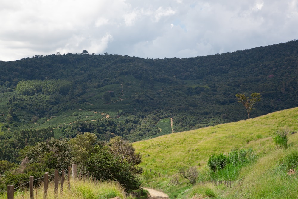 a lush green hillside covered in lush green trees