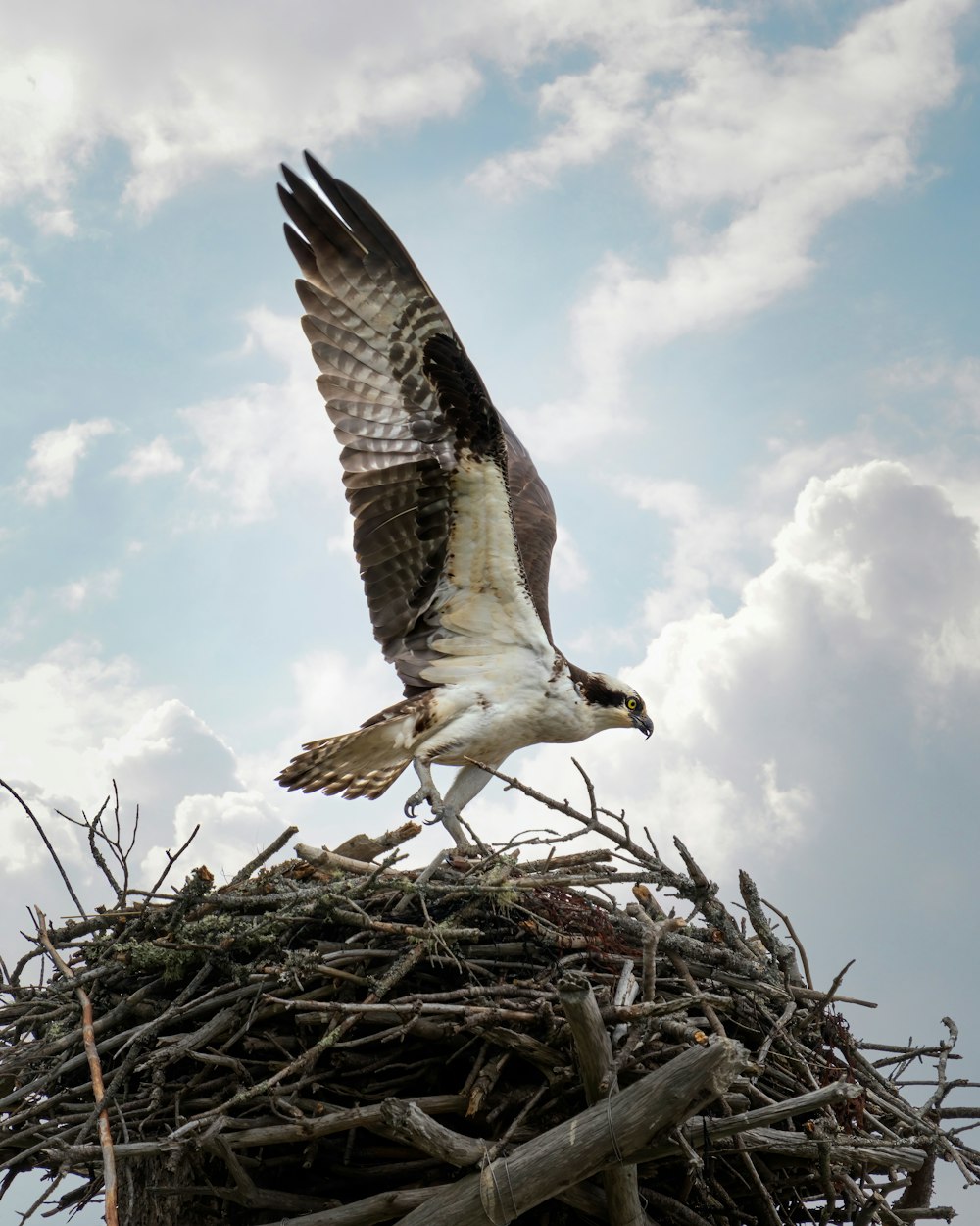 an ostrich is sitting on top of a nest