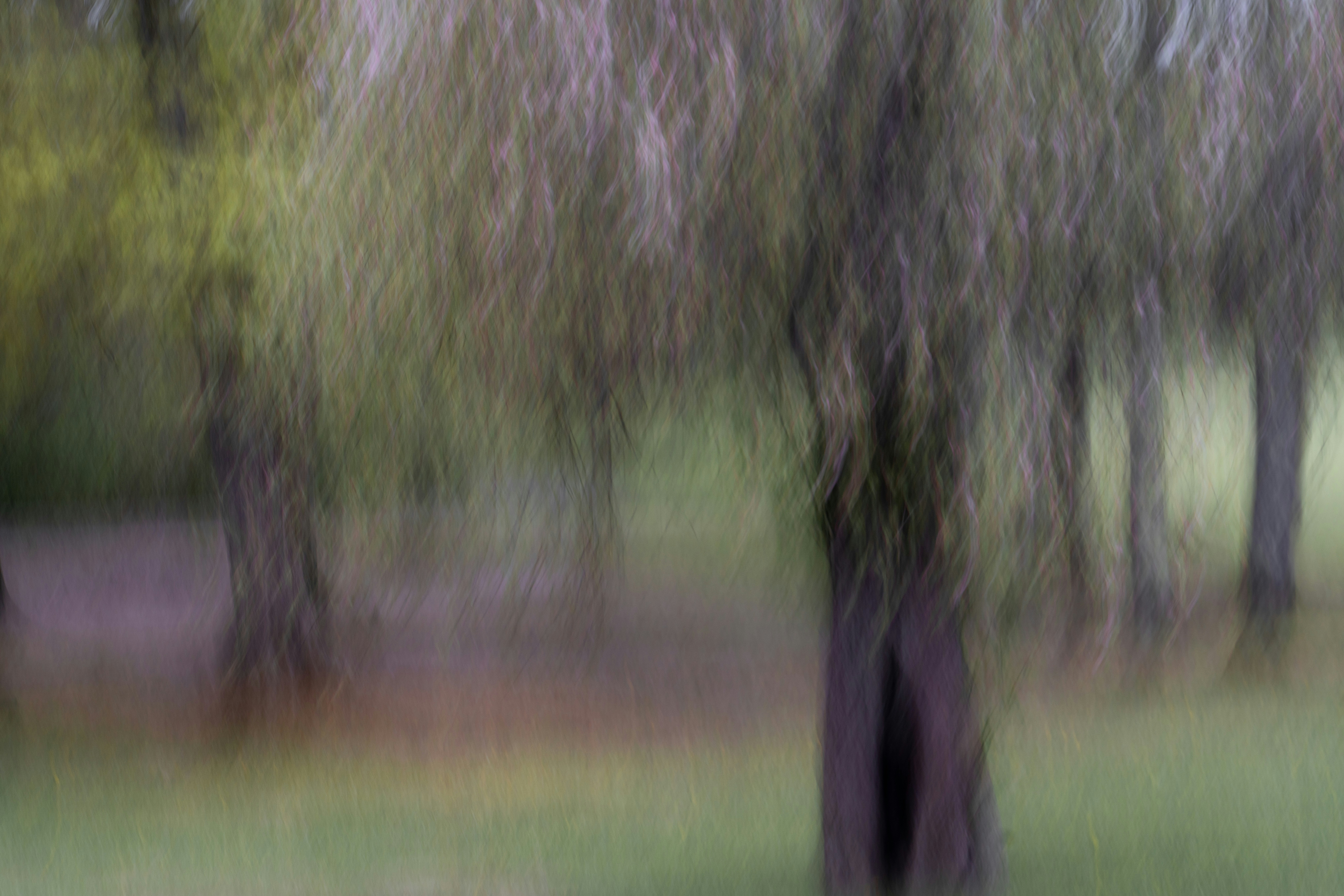 Photo by skylerewing