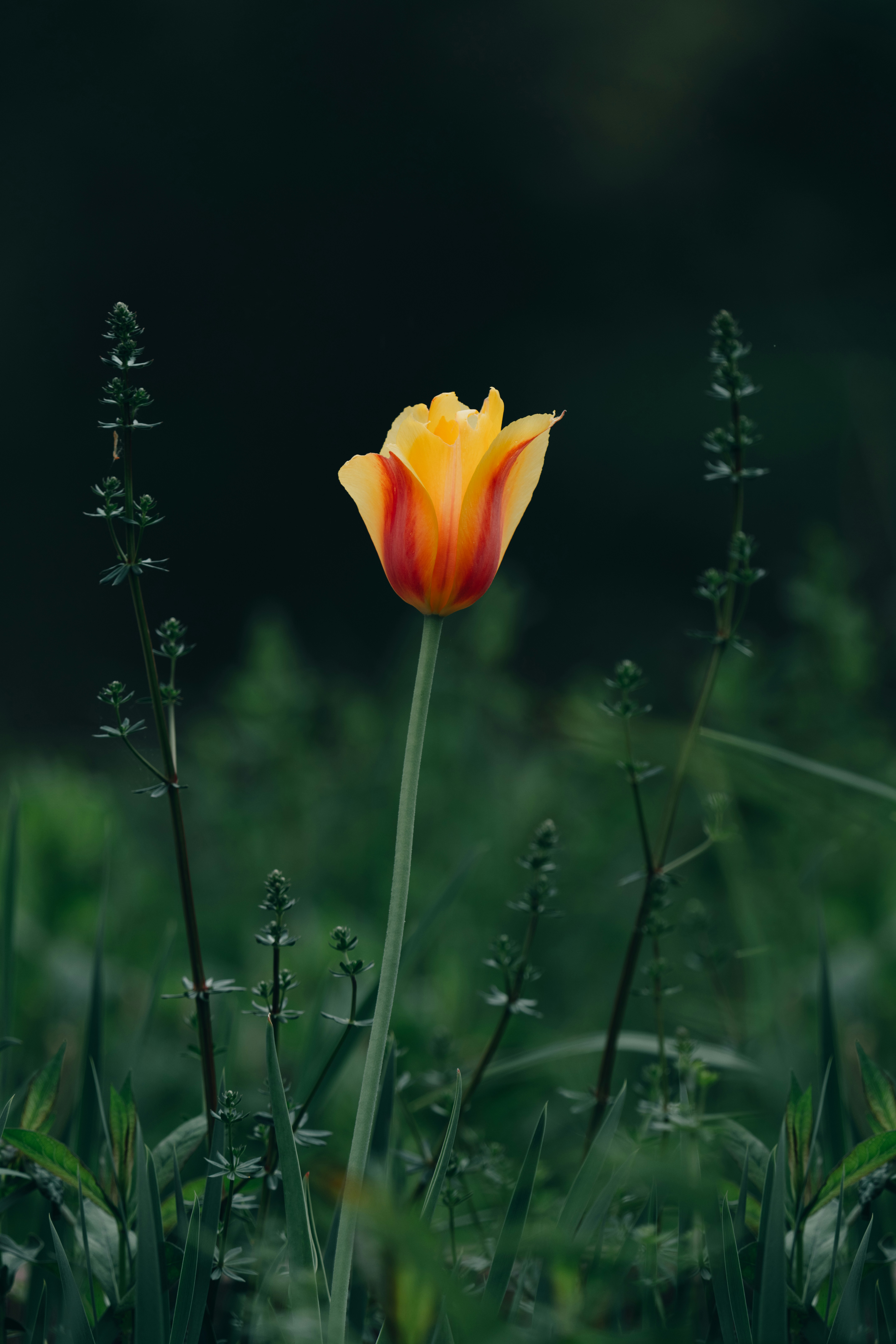 Photo by skylerewing