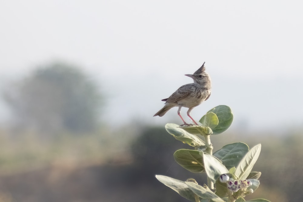 a small bird perched on top of a leafy plant
