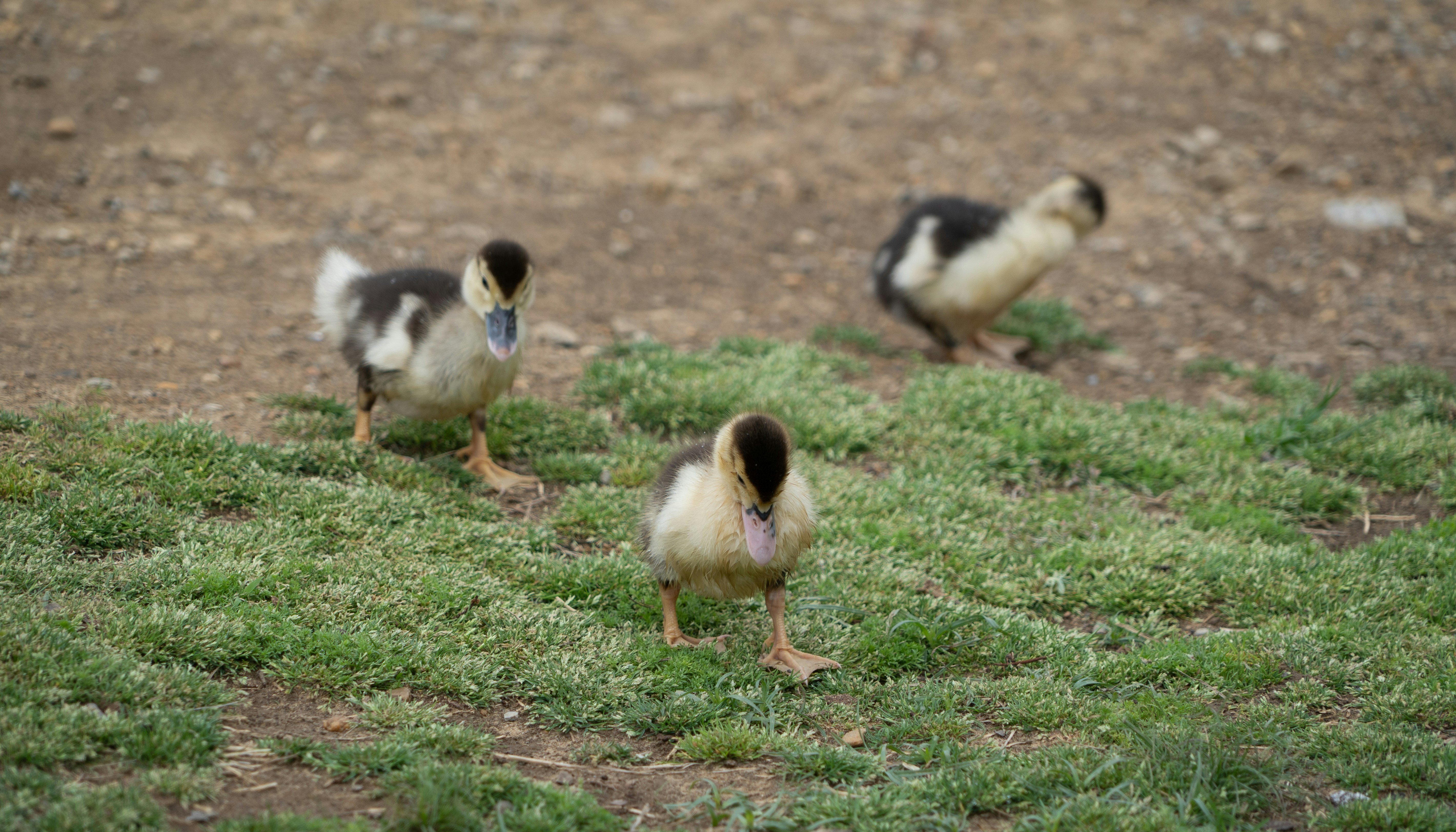 Cypriot Coastline Scoured as Russian Tycoon Vanishes Amidst Adverse Weather