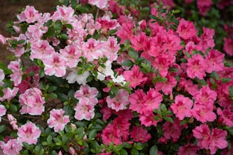 a bush of pink and white flowers with green leaves azaleas azaléias