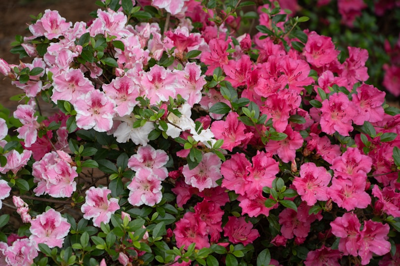 a bush of pink and white flowers with green leaves azaleas azaléias