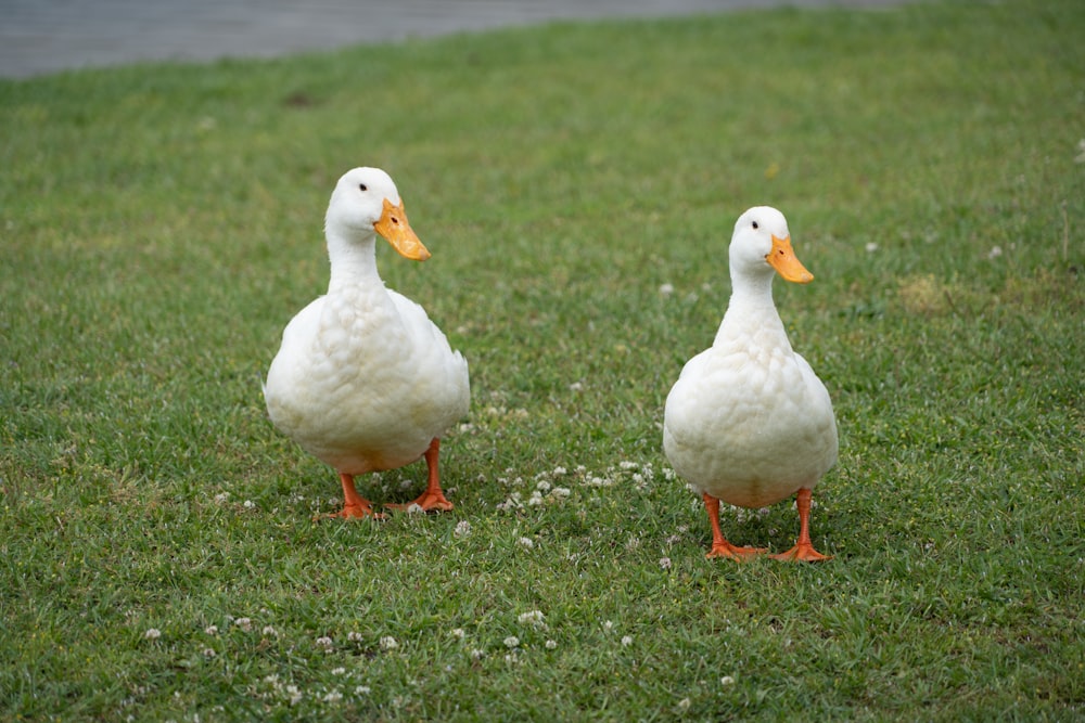 two white ducks standing in the grass next to each other
