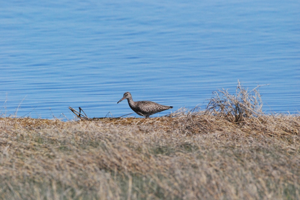 um pássaro em pé em um campo de grama seca ao lado de um corpo de água