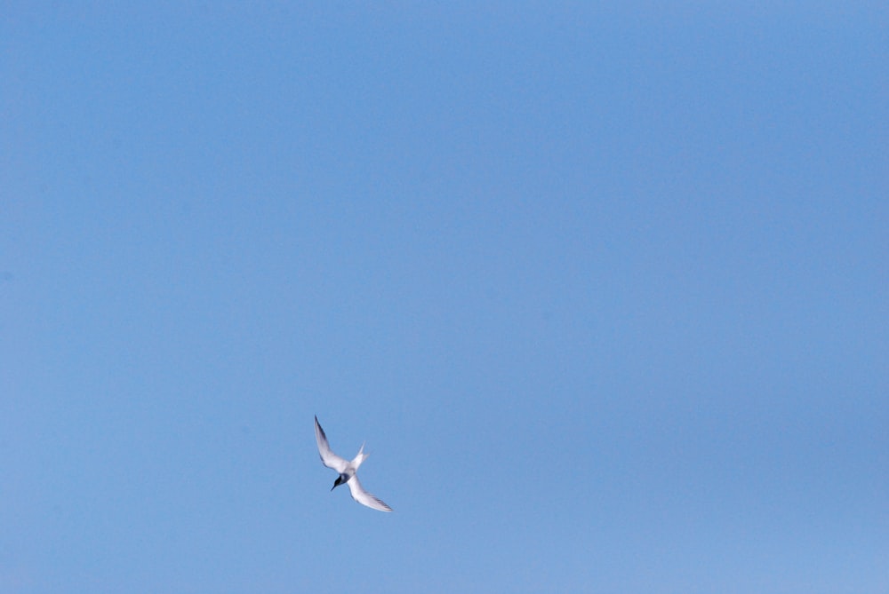 a seagull flying in a clear blue sky