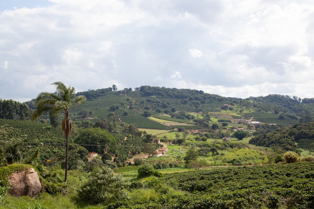 a lush green hillside with a palm tree in the foreground