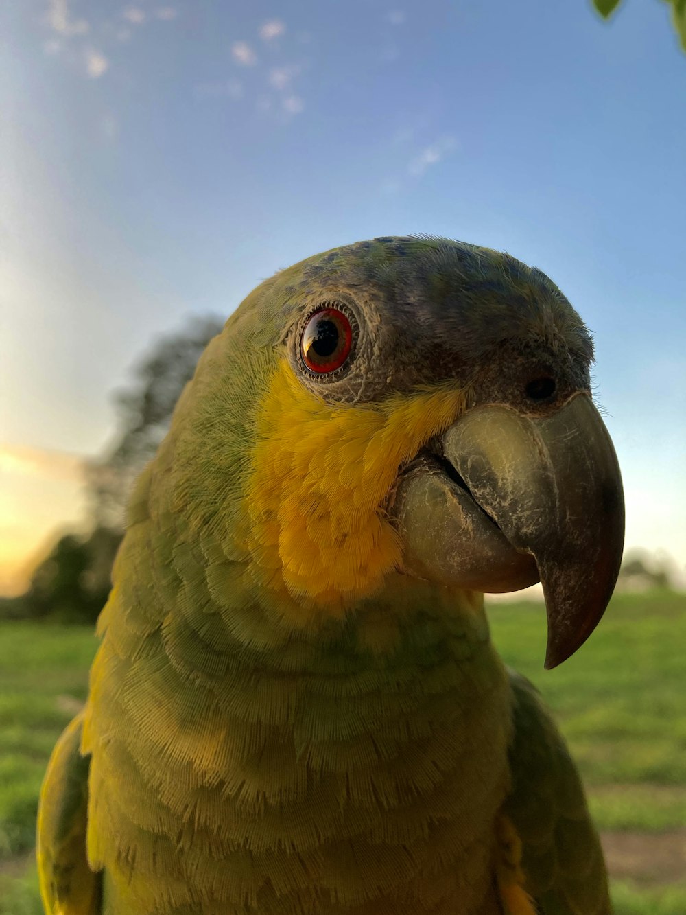 a close up of a parrot with a sky background