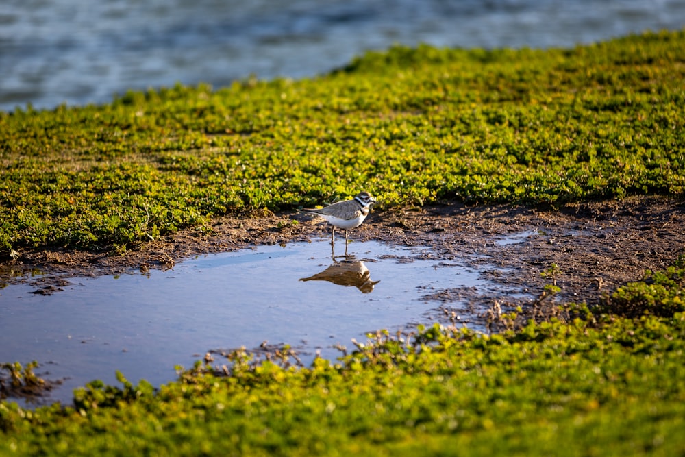 a bird standing on top of a puddle of water