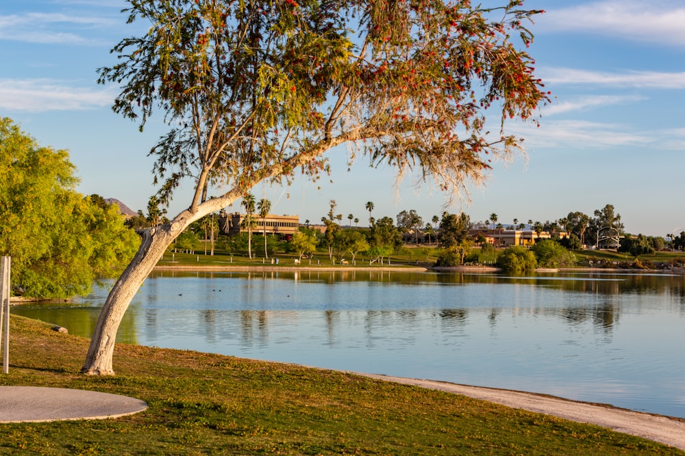 a tree that is next to a body of water