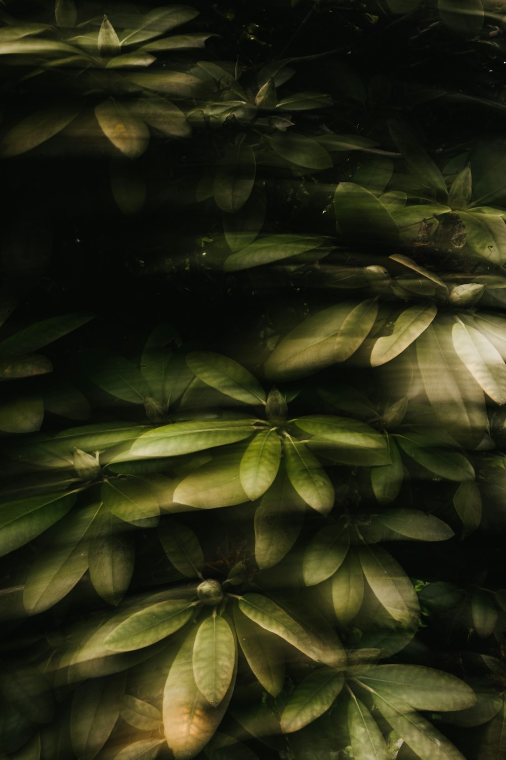 a bunch of green leaves on a tree