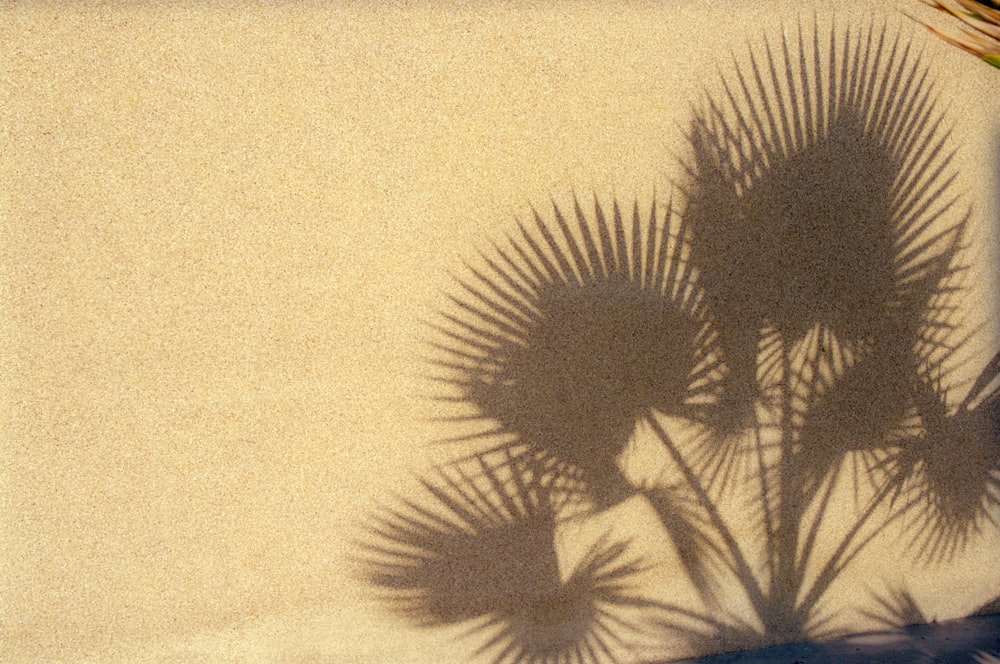 a shadow of a palm tree on a wall